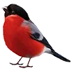 🪶