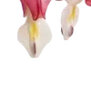 🌺