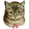 🐱