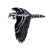 🦉