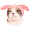 🐰