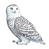 🦉