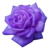 🌺