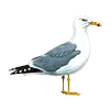 🪶