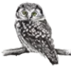 🦉