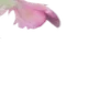 🪷