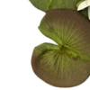 🪷