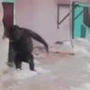 🐒