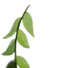 🌿