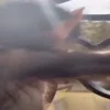 🐒