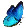 🦋