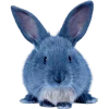 🐰