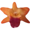 🌺