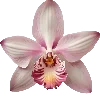 🌺