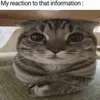 😸