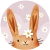 🐰