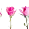 🌹