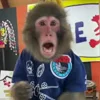 🐒