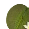 🪷