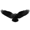 🐦‍⬛