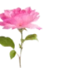 🌹