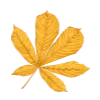 🍁