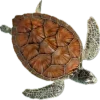 🐢
