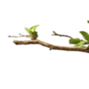 🪷