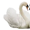 🦢