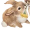 🐰