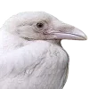 🐦‍⬛