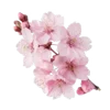 🪷