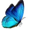 🦋