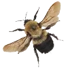 🐝