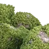 🪷