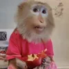 🐒