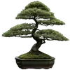 🌳