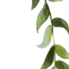 🌿