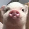 🐷