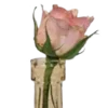 🪷