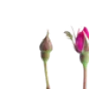 🌹