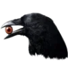 🐦‍⬛️