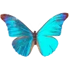 🦋