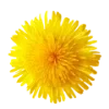 🌼