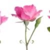 🌹