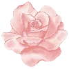 🌹