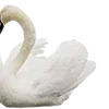 🦢