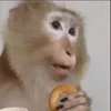 🐒