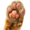 🐾