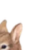 🐰
